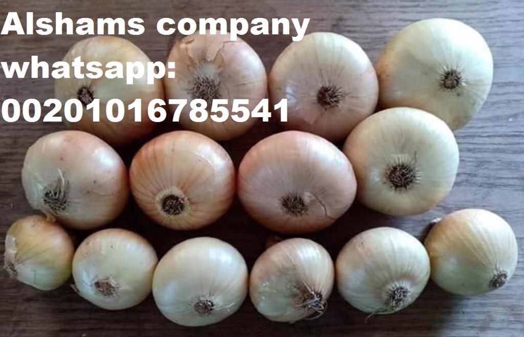 Product image - we exporter of Egypt alshams company for general import and export agricultural crops.
 -We would like to offer our Fresh golden onions 
Origin: Egypt🇪🇬
Specification : 
packing : 25 kilo gram per bag
 Class 1 🤩🤩💯💯
For more information Plz contact With us
Whatsapp/ 00201016785541
Email /alshams.info@yahoo.Com
Sales manager
Mrs / donia mostafa
